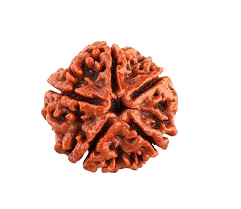 Rudraksha 5