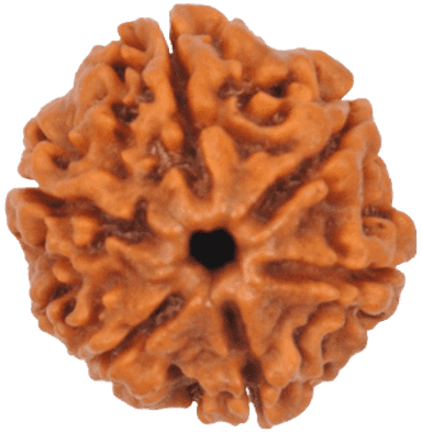 Rudraksha 6