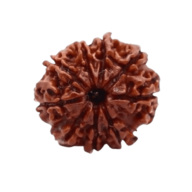 Rudraksha 9