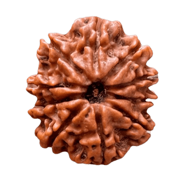 Rudraksha 10