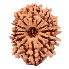 Rudraksha 13