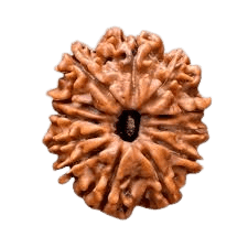 Rudraksha 12