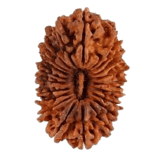 Rudraksha 21