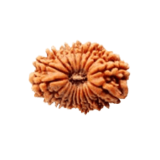 Rudraksha 19