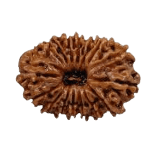Rudraksha 17