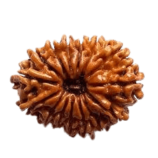 Rudraksha 15