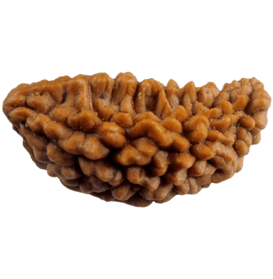 Rudraksha 1